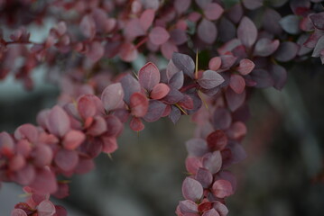 red leaves of a shrub on a green background, kali dew on deep red leaves after rain, texture of autumn trees on bokeh background in city, green 
