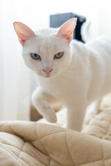 a white cat with heterocromia is looking at the camera over a bed