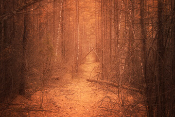 atmospheric autumn scary forest path. creepy but inviting.