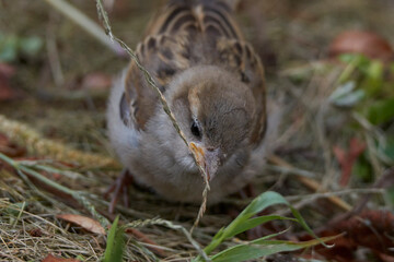 cute sparrow close up eating