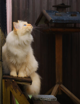 Fluffy white cat sitting next to a feeder and waiting for birds