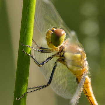 Closeup of a big dragonfly clinging to a blade of grass