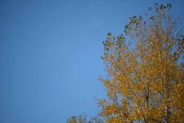 poplar tree in autumn colors red, orange, bright leaves, autumn, autumn colors, poplar branches against the blue sky, habitat, peaceful sky in Ukraine