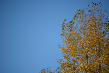 poplar tree in autumn colors red, orange, bright leaves, autumn, autumn colors, poplar branches...