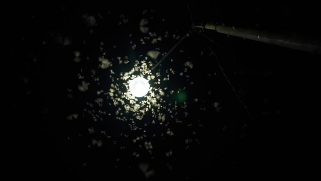 Termite flying insect mayfly playing with electric light at night after rainy day