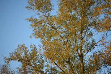 poplar tree in autumn colors red, orange, bright leaves, autumn, autumn colors, poplar branches against the blue sky, habitat, peaceful sky in Ukraine