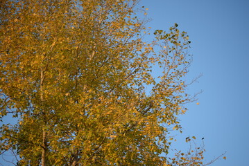 poplar tree in autumn colors red, orange, bright leaves, autumn, autumn colors, poplar branches against the blue sky, habitat, peaceful sky in Ukraine