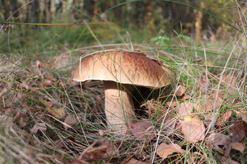 Grzybobranie - spacer na grzyby