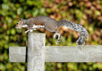 A grey squirrel jumping on to a wooden fence post. 