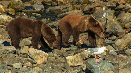 Two grizzly bear cubs in Lake Clark National Park in Alaska,United States,North America
