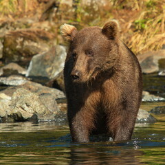 Grizzly bear in water in Lake Clark National Park in Alaska,United States,North America
