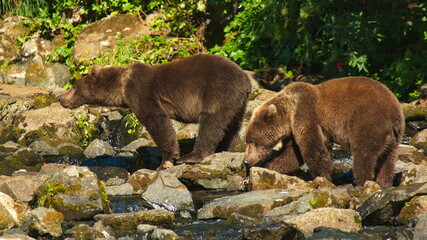 Two grizzly bear cubs in Lake Clark National Park in Alaska,United States,North America
