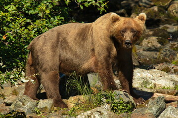 Grizzly bear in Lake Clark National Park in Alaska,United States,North America
