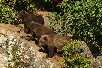 Three grizzly bear cubs in Lake Clark National Park in Alaska,United States,North America
