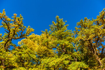 Herbstspaziergang durch den wunderschönen Bergpark Kassel Wilhelmshöhe - Hessen - Deutschland