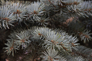 Naklejka na ściany i meble close up of a needles on a pine tree