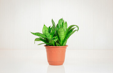 Snake plant (Sansevieria Hahnii Crested) on a light background, indoor plant growing, green home decor.
