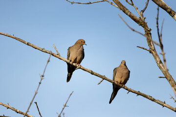 The mourning dove (Zenaida macroura) also known as the American mourning dove, the rain dove, and colloquially as the turtle dove, and was once known as the Carolina pigeon and Carolina turtledove