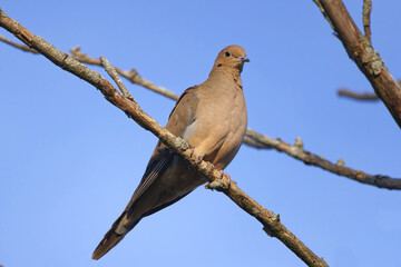 The mourning dove (Zenaida macroura) also known as the American mourning dove, the rain dove, and colloquially as the turtle dove, and was once known as the Carolina pigeon and Carolina turtledove