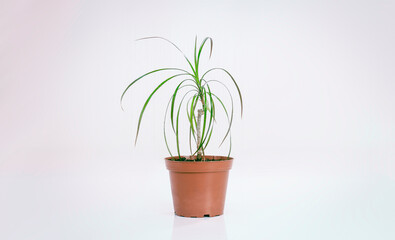 Young home plant Dracaena marginata in a pot on a light background. Home decoration.