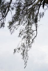 Silhouette of tree canopy with white sky, Nature