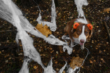 Australian Shepherd dog smiles and celebrates Halloween in woods. Aussie wears headband with orange pumpkins, sits next to decor spider web in autumn forest park. Top view. Concept of pets as people.