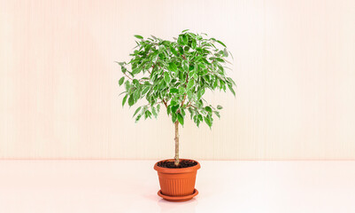 Small tree ficus benjamin on a light background, growing houseplants, green home decor.