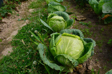 VEGETABLES IN THE GARDEN
