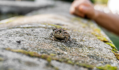 frog on a rock outdoors
