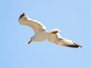 Seagull