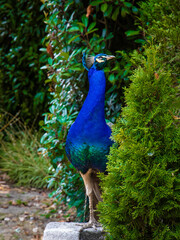 Obraz premium Elegant peacock