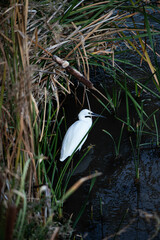 Egret in the wild