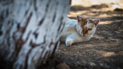 Fototapeta premium Die Katzen von Paros