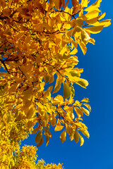 Herbstspaziergang durch den wunderschönen Bergpark Kassel Wilhelmshöhe - Hessen - Deutschland