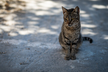 Die Katzen von Paros
