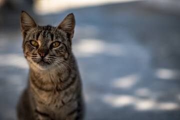 Die Katzen von Paros