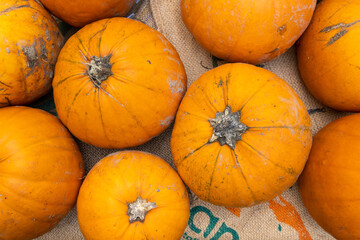 Set of whole orange pumpkins, symbols of Halloween and the Thanksgiving holiday. Design, food, pattern, nature, plants and fall theme.