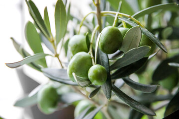 Olive branch closeup view