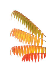 Rhus typhina tree branches with autumn leaves isolated on white background.