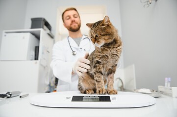 Veterinarian doctor checking cat at a vet clinic