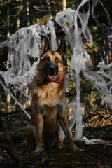Concept of pets as people. German Shepherd sitting smiling and celebrating Halloween in woods. Happy dog wears red bow tie, decoration spider web in autumn forest park behind.