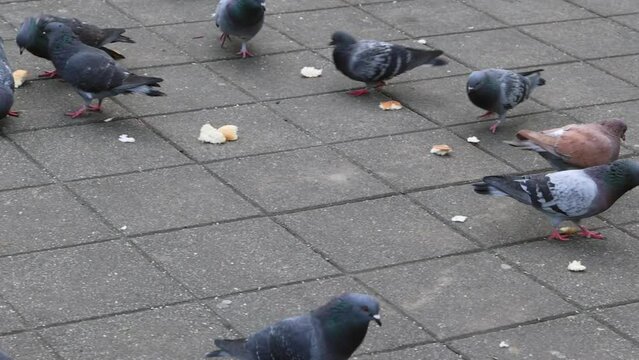 Pieces of Bread Feed to Pigeons and Doves Birds at Street pan