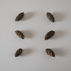 Forgotten and abandoned brown pine cones on the white snow are waiting for someone to pick them up
