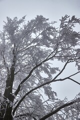 Icy Frosted Branches Foggy Forest