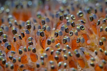 Clutch of damselfish, Gelege vom Riffbarsch
