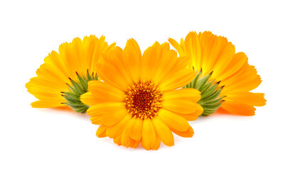 Calendula. Flowers  isolated on white background.