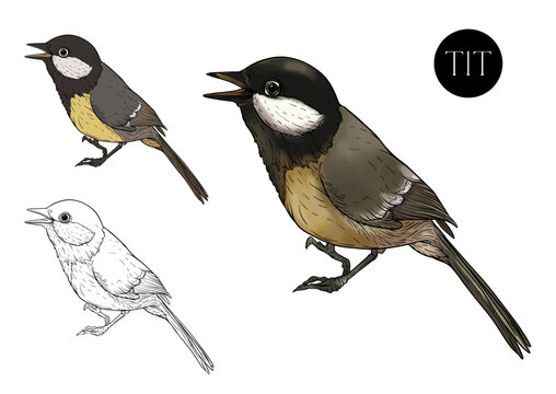 Great tit, cute bird in colourful and outline. Isolated vector illustration