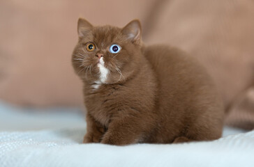 Süße Katzenbabys BKH Odd und blue eyes