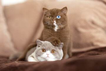 Obraz premium Süße Katzenbabys BKH Odd und blue eyes