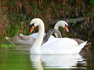 swan on the lake